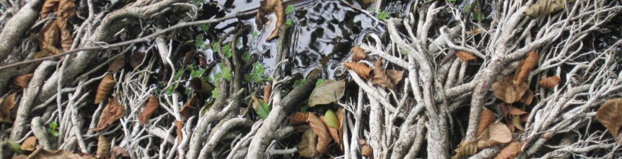 Betreuungsbüro- Netzwerk BeWo Aachen |